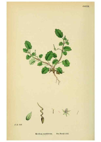 Reproducción/Reproduction 48755270781: English botany, or, Coloured figures of British plants /. London :R. Hardwicke,1863-1886.. 