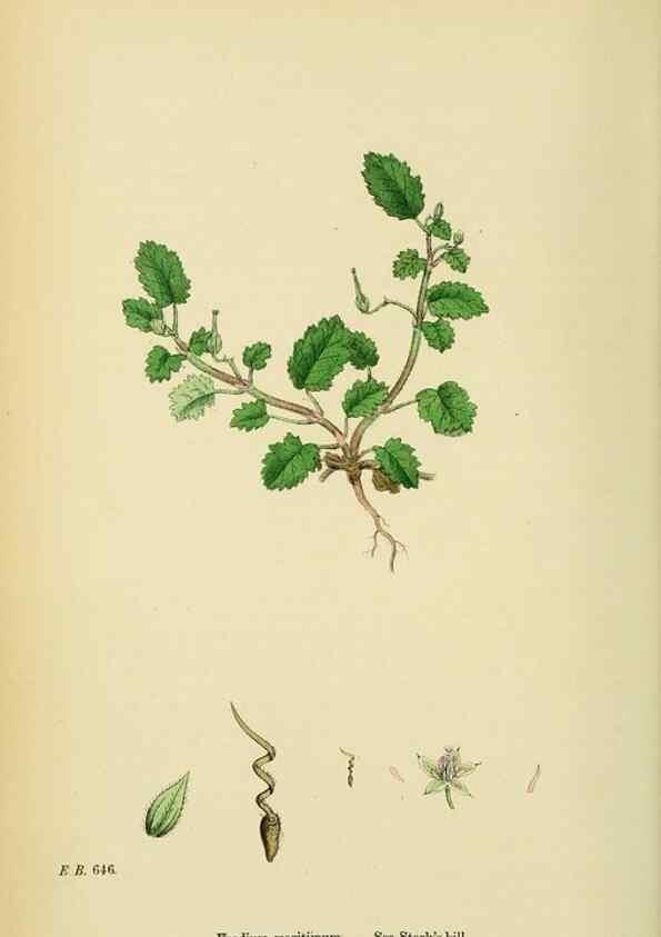 Reproducción/Reproduction 48755270781: English botany, or, Coloured figures of British plants /. London :R. Hardwicke,1863-1886.. 