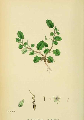 Reproducción/Reproduction 48755270781: English botany, or, Coloured figures of British plants /. London :R. Hardwicke,1863-1886.. 