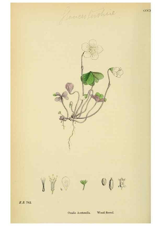 Reproducción/Reproduction 48754950293: English botany, or, Coloured figures of British plants /. London :R. Hardwicke,1863-1886.. 