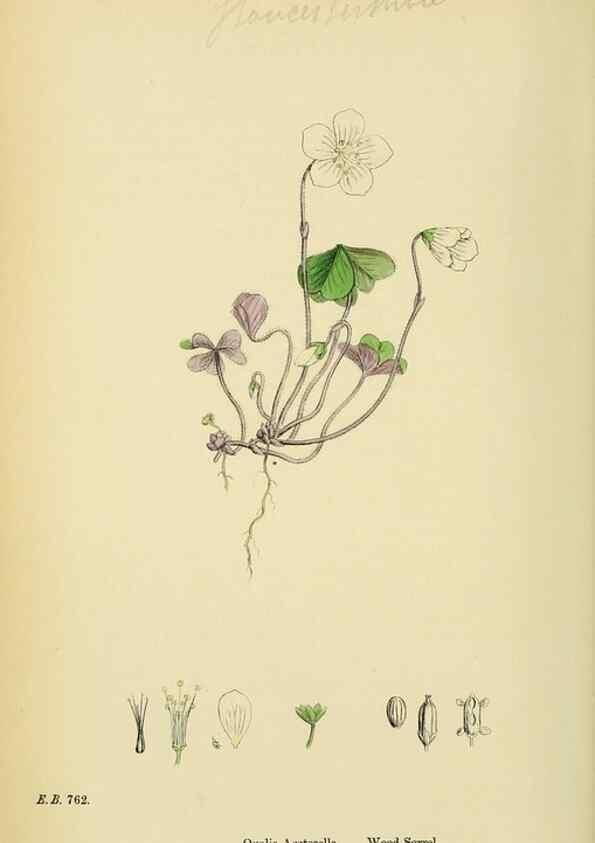 Reproducción/Reproduction 48754950293: English botany, or, Coloured figures of British plants /. London :R. Hardwicke,1863-1886.. 