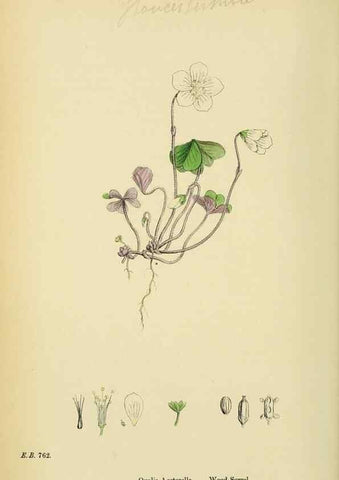 Reproducción/Reproduction 48754950293: English botany, or, Coloured figures of British plants /. London :R. Hardwicke,1863-1886.. 