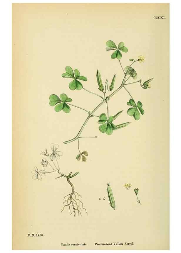 Reproducción/Reproduction 48754950663: English botany, or, Coloured figures of British plants /. London :R. Hardwicke,1863-1886.. 