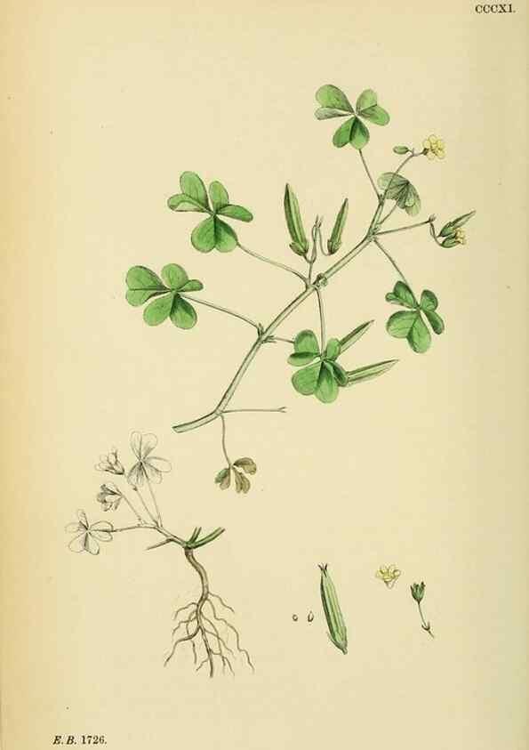 Reproducción/Reproduction 48754950663: English botany, or, Coloured figures of British plants /. London :R. Hardwicke,1863-1886.. 