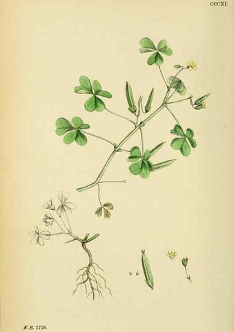 Reproducción/Reproduction 48754950663: English botany, or, Coloured figures of British plants /. London :R. Hardwicke,1863-1886.. 