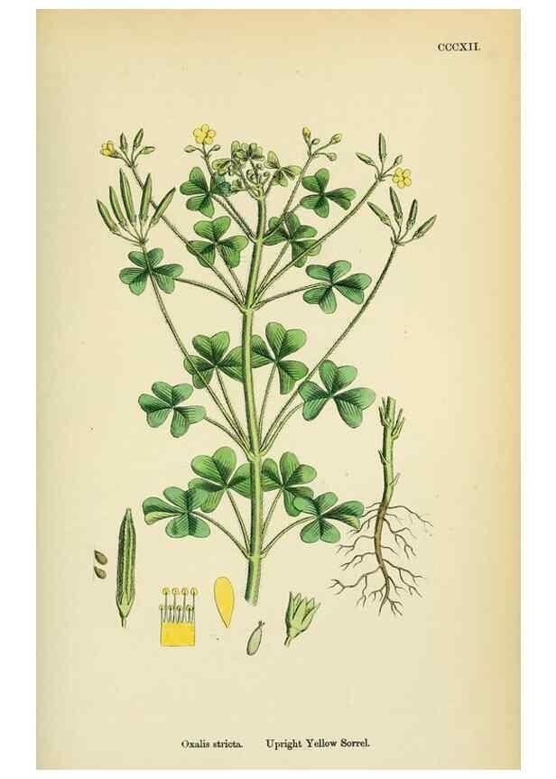 Reproducción/Reproduction 48755467097: English botany, or, Coloured figures of British plants /. London :R. Hardwicke,1863-1886.. 