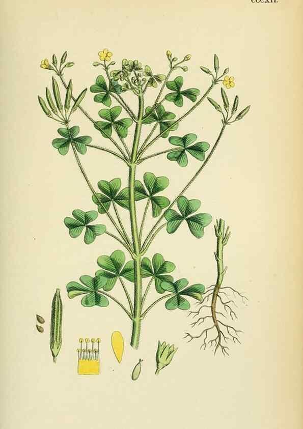 Reproducción/Reproduction 48755467097: English botany, or, Coloured figures of British plants /. London :R. Hardwicke,1863-1886.. 