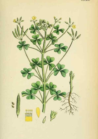 Reproducción/Reproduction 48755467097: English botany, or, Coloured figures of British plants /. London :R. Hardwicke,1863-1886.. 