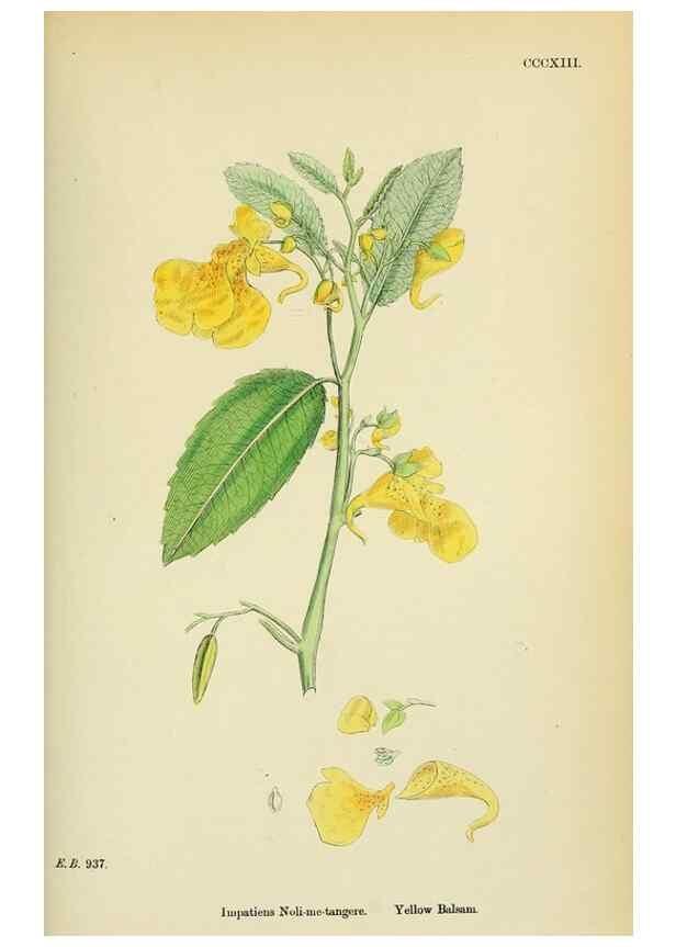 Reproducción/Reproduction 48754951303: English botany, or, Coloured figures of British plants /. London :R. Hardwicke,1863-1886.. 