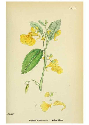 Reproducción/Reproduction 48754951303: English botany, or, Coloured figures of British plants /. London :R. Hardwicke,1863-1886.. 