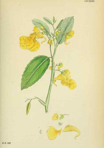 Reproducción/Reproduction 48754951303: English botany, or, Coloured figures of British plants /. London :R. Hardwicke,1863-1886.. 