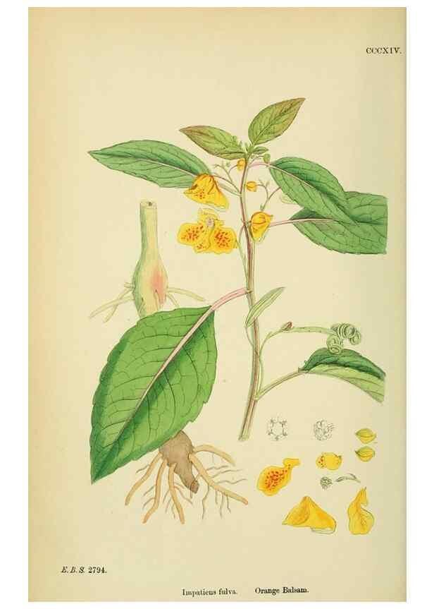 Reproducción/Reproduction 48755272336: English botany, or, Coloured figures of British plants /. London :R. Hardwicke,1863-1886.. 