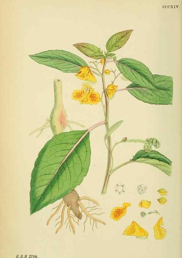 Reproducción/Reproduction 48755272336: English botany, or, Coloured figures of British plants /. London :R. Hardwicke,1863-1886.. 