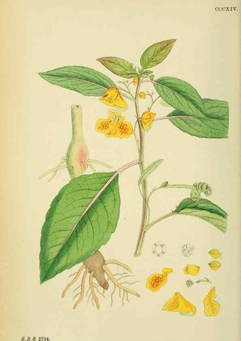 Reproducción/Reproduction 48755272336: English botany, or, Coloured figures of British plants /. London :R. Hardwicke,1863-1886.. 