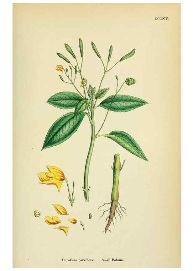 Reproducción/Reproduction 48755272611: English botany, or, Coloured figures of British plants /. London :R. Hardwicke,1863-1886.. 