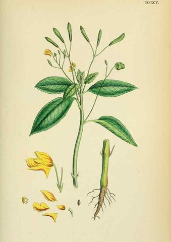 Reproducción/Reproduction 48755272611: English botany, or, Coloured figures of British plants /. London :R. Hardwicke,1863-1886.. 