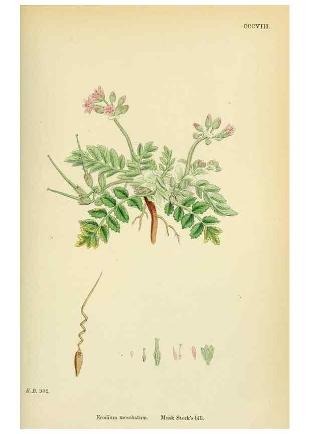 Reproducción/Reproduction 48754949648: English botany, or, Coloured figures of British plants /. London :R. Hardwicke,1863-1886.. 