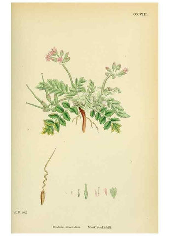 Reproducción/Reproduction 48754949648: English botany, or, Coloured figures of British plants /. London :R. Hardwicke,1863-1886.. 