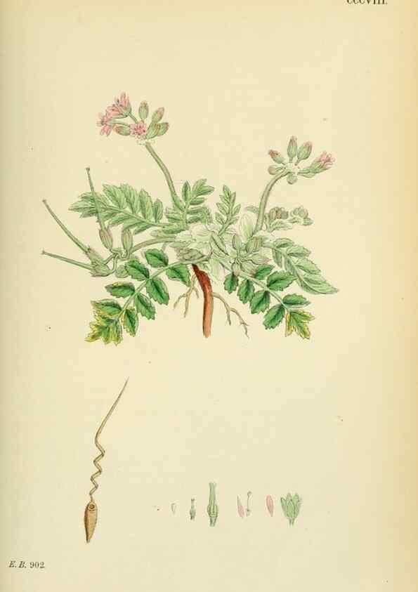 Reproducción/Reproduction 48754949648: English botany, or, Coloured figures of British plants /. London :R. Hardwicke,1863-1886.. 
