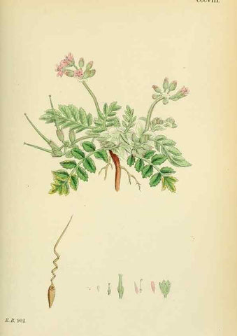 Reproducción/Reproduction 48754949648: English botany, or, Coloured figures of British plants /. London :R. Hardwicke,1863-1886.. 