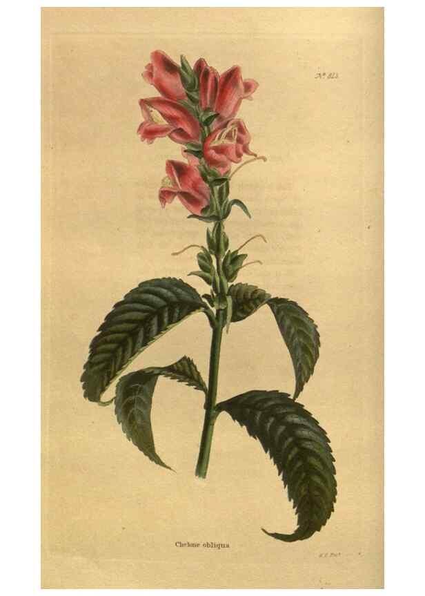 Reproducción/Reproduction 48755589962: The botanical cabinet. London :John & Arthur Arch ...,1817-1833.. 
