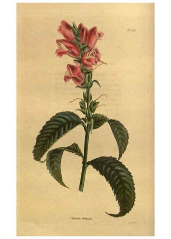 Reproducción/Reproduction 48755589962: The botanical cabinet. London :John & Arthur Arch ...,1817-1833.. 