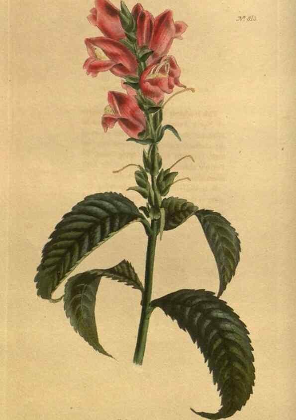 Reproducción/Reproduction 48755589962: The botanical cabinet. London :John & Arthur Arch ...,1817-1833.. 