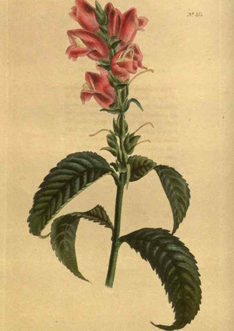 Reproducción/Reproduction 48755589962: The botanical cabinet. London :John & Arthur Arch ...,1817-1833.. 