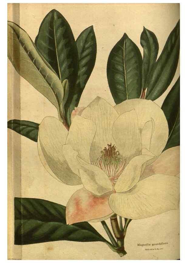 Reproducción/Reproduction 48755590387: The botanical cabinet. London :John & Arthur Arch ...,1817-1833.. 