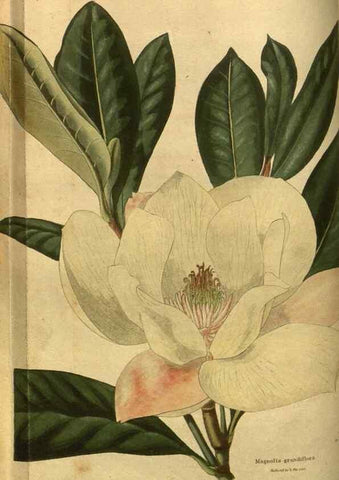 Reproducción/Reproduction 48755590387: The botanical cabinet. London :John & Arthur Arch ...,1817-1833.. 