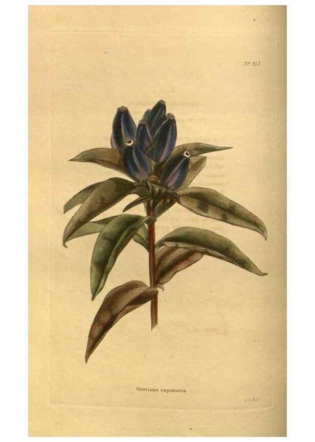Reproducción/Reproduction 48755394551: The botanical cabinet. London :John & Arthur Arch ...,1817-1833.. 