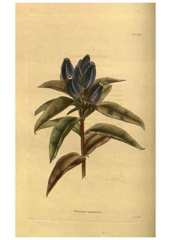 Reproducción/Reproduction 48755394551: The botanical cabinet. London :John & Arthur Arch ...,1817-1833.. 