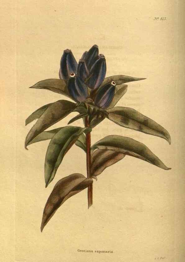 Reproducción/Reproduction 48755394551: The botanical cabinet. London :John & Arthur Arch ...,1817-1833.. 