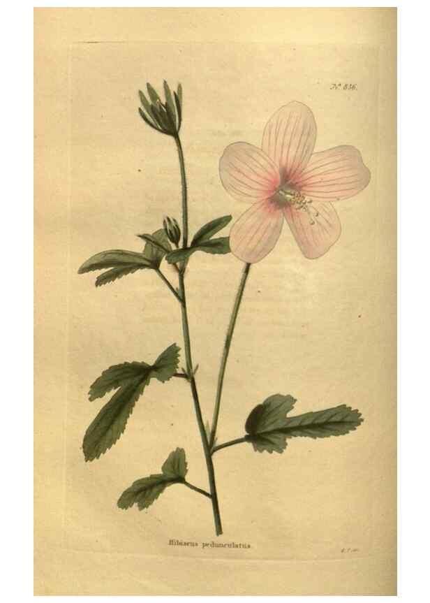 Reproducción/Reproduction 48755598247: The botanical cabinet. London :John & Arthur Arch ...,1817-1833.. 