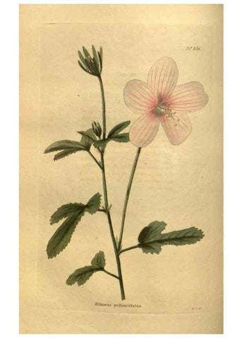 Reproducción/Reproduction 48755598247: The botanical cabinet. London :John & Arthur Arch ...,1817-1833.. 