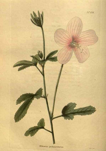 Reproducción/Reproduction 48755598247: The botanical cabinet. London :John & Arthur Arch ...,1817-1833.. 