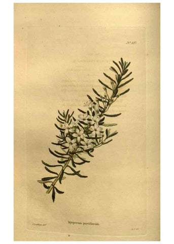 Reproducción/Reproduction 48755402286: The botanical cabinet. London :John & Arthur Arch ...,1817-1833.. 