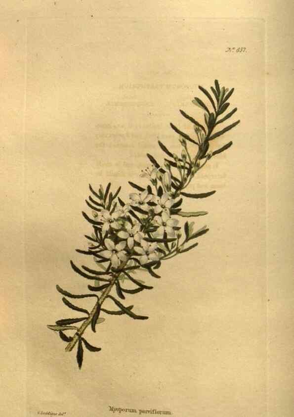Reproducción/Reproduction 48755402286: The botanical cabinet. London :John & Arthur Arch ...,1817-1833.. 