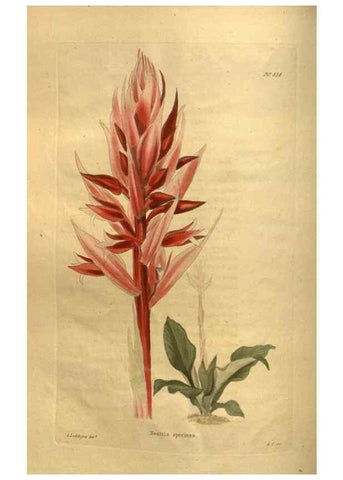 Reproducción/Reproduction 48755402556: The botanical cabinet. London :John & Arthur Arch ...,1817-1833.. 