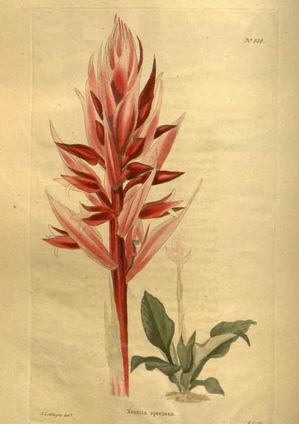 Reproducción/Reproduction 48755402556: The botanical cabinet. London :John & Arthur Arch ...,1817-1833.. 