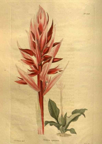 Reproducción/Reproduction 48755402556: The botanical cabinet. London :John & Arthur Arch ...,1817-1833.. 