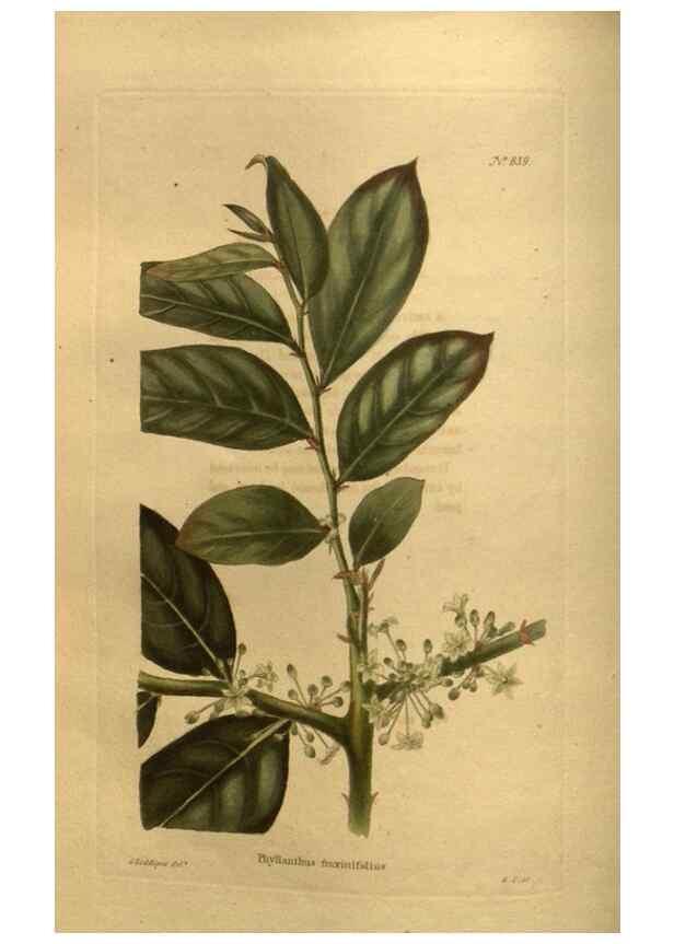 Reproducción/Reproduction 48755083083: The botanical cabinet. London :John & Arthur Arch ...,1817-1833.. 