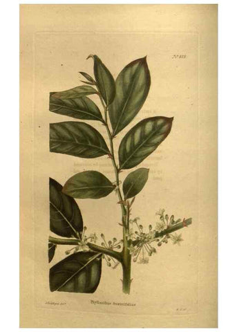 Reproducción/Reproduction 48755083083: The botanical cabinet. London :John & Arthur Arch ...,1817-1833.. 