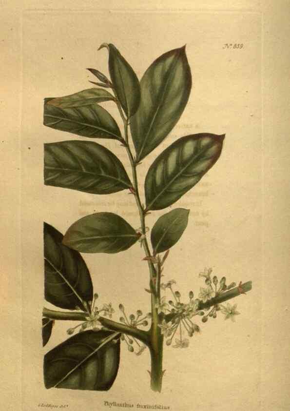 Reproducción/Reproduction 48755083083: The botanical cabinet. London :John & Arthur Arch ...,1817-1833.. 