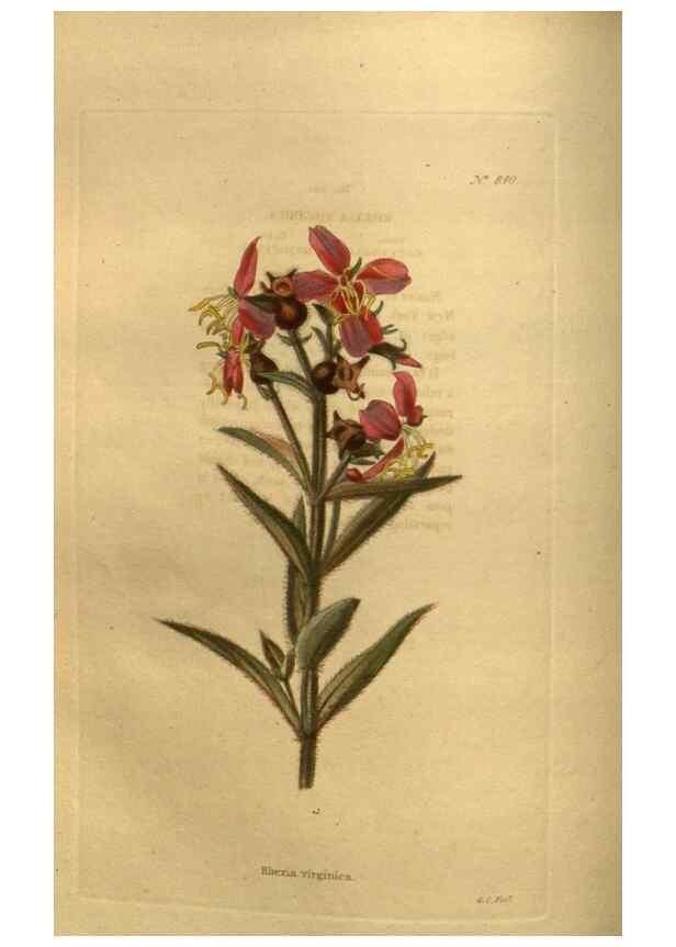 Reproducción/Reproduction 48755083458: The botanical cabinet. London :John & Arthur Arch ...,1817-1833.. 