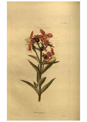 Reproducción/Reproduction 48755083458: The botanical cabinet. London :John & Arthur Arch ...,1817-1833.. 