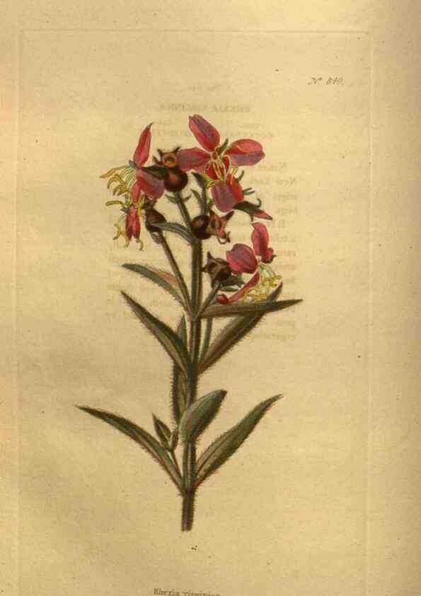 Reproducción/Reproduction 48755083458: The botanical cabinet. London :John & Arthur Arch ...,1817-1833.. 