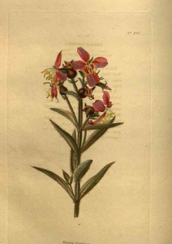 Reproducción/Reproduction 48755083458: The botanical cabinet. London :John & Arthur Arch ...,1817-1833.. 