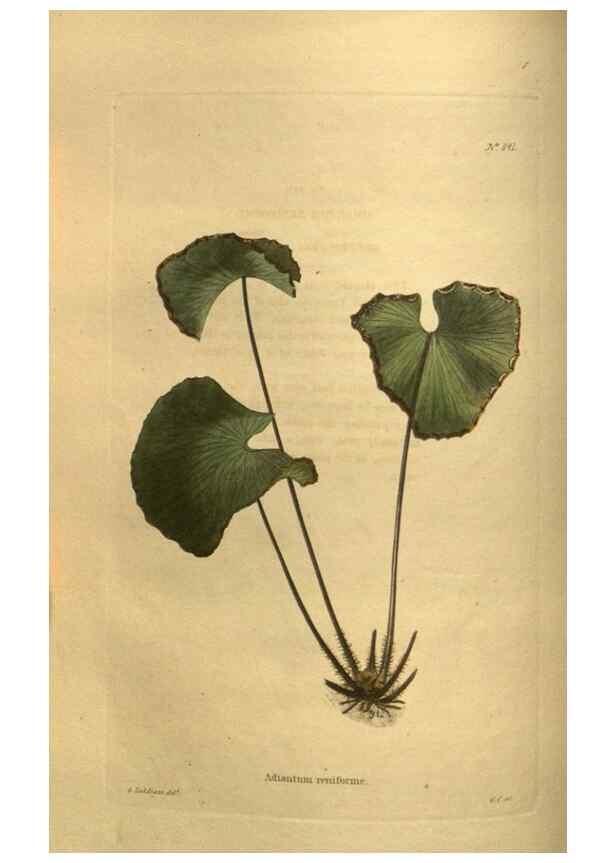 Reproducción/Reproduction 48755599922: The botanical cabinet. London :John & Arthur Arch ...,1817-1833.. 