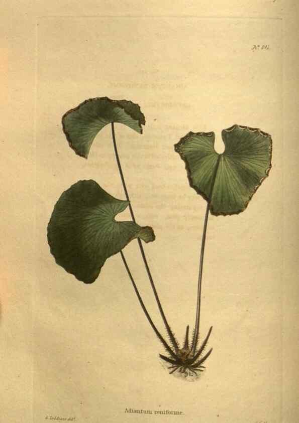 Reproducción/Reproduction 48755599922: The botanical cabinet. London :John & Arthur Arch ...,1817-1833.. 